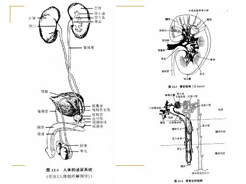 动物生理学6渗透调节与排泄