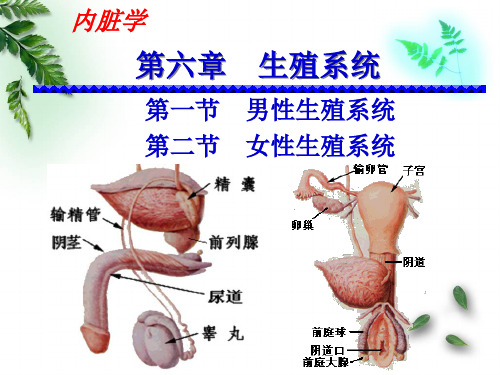 201509解剖学-男性生殖系统(临床专业)