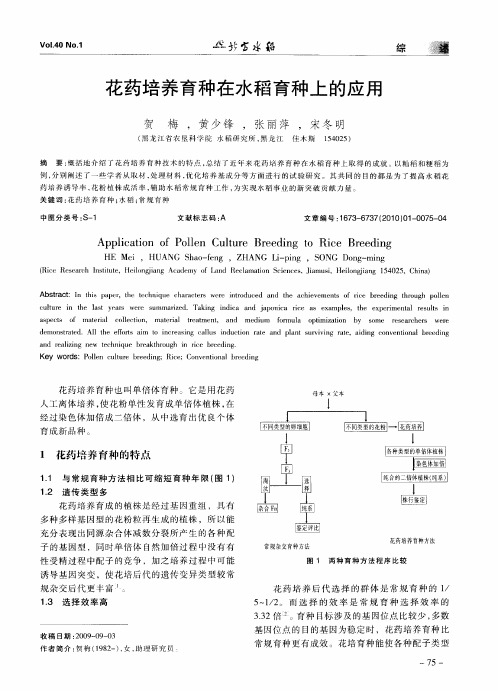 花药培养育种在水稻育种上的应用