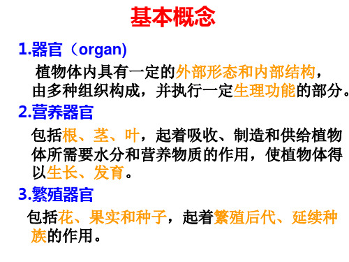 根的形态和类型1根主根侧根纤维根