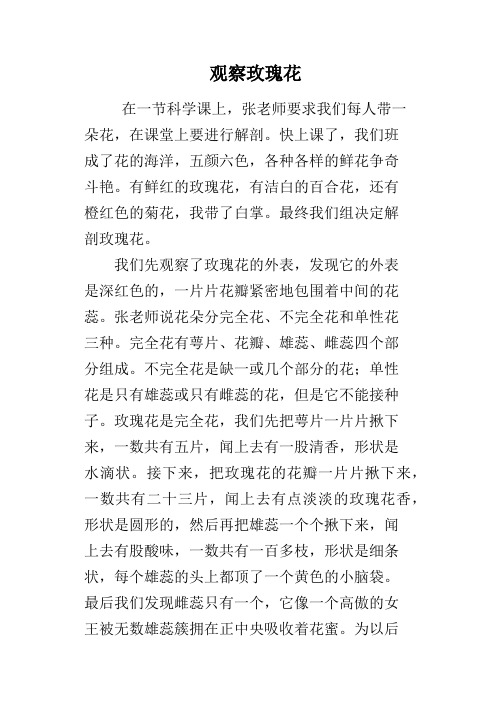 观察玫瑰花