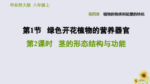 八年级科学上册 第4章 植物的物质和能量的转化 1《绿色开花植物的营养器官》2 茎的形态结构与功