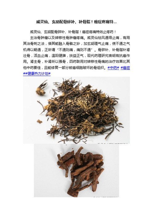 威灵仙、玄胡配骨碎补、补骨脂！癌症疼痛特...