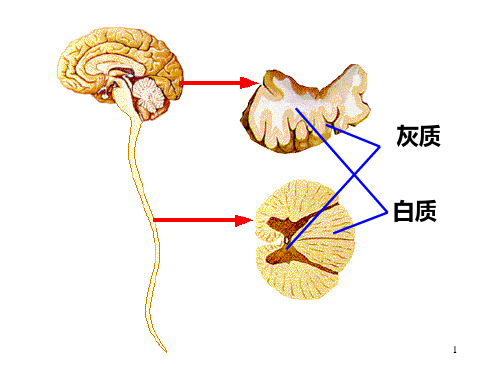 人脑的结构与功能PPT课件