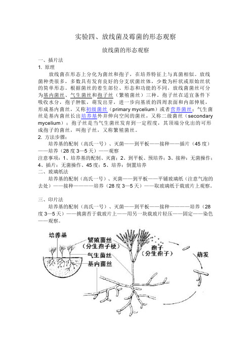 实验二、真菌的形态观察