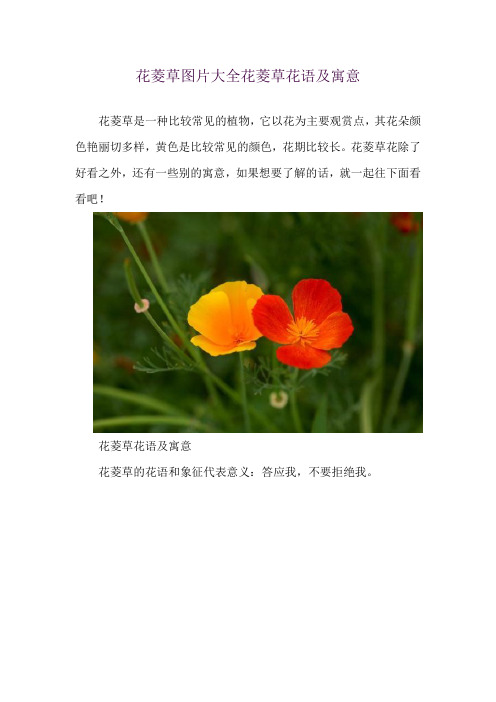 花菱草图片大全 花菱草花语及寓意