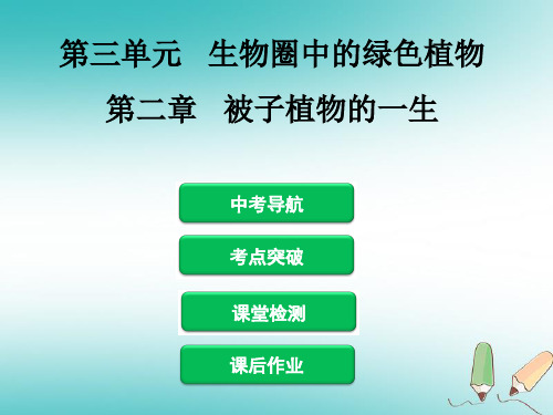 中考生物 第三单元 第二章 被子植物的一生复习