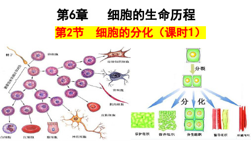 6.2细胞的分化课件高一上学期生物人教版必修1