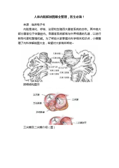 人体内脏解剖图最全整理，医生必备！