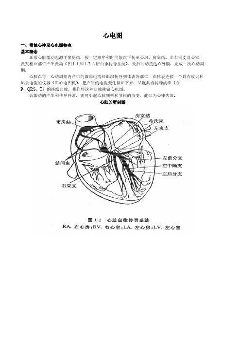 课件--窦性心律及心电图特点