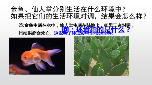 1.2 生物与环境的相互影响 课件-北师大版七年级生物上册