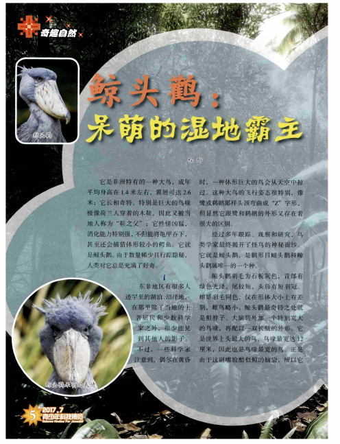 鲸头鹳:呆萌的湿地霸主