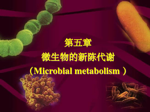 微生物的新陈代谢(4)