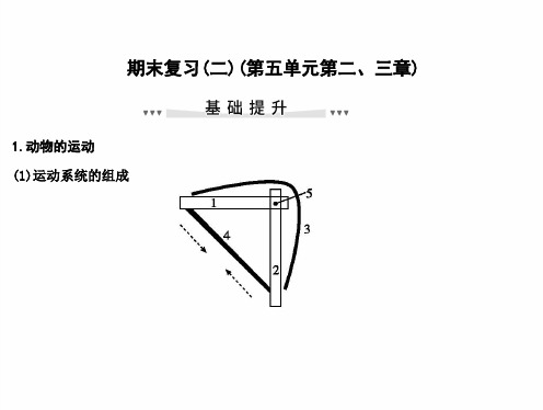 最新人教版八年级上册生物 期末复习(二)(第五单元第二、三章)