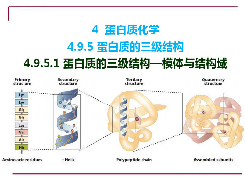 生物化学3.4.12.1 4.9.5.1 蛋白质的三级结构—模体与结构域