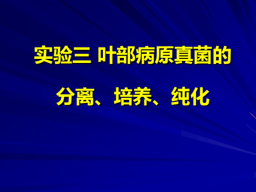 叶部病害分离