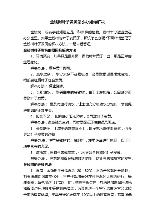 金钱树叶子发黄怎么办如何解决