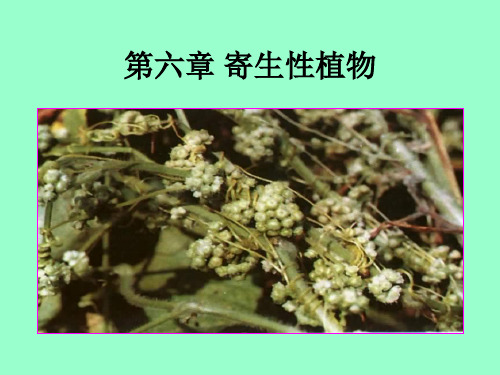 普通植物病理学第6章ppt课件