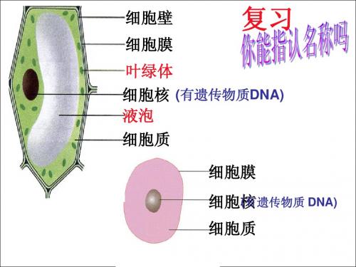 细菌PPT课件