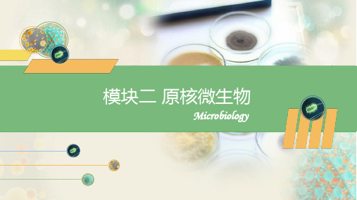 原核微生物—放线菌的形态结构及应用