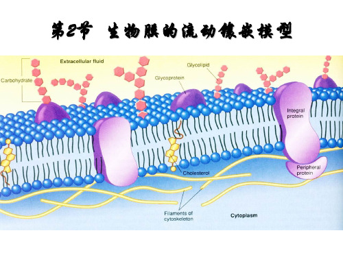 人教版生物必修一4.2-生物膜的流动镶嵌模型