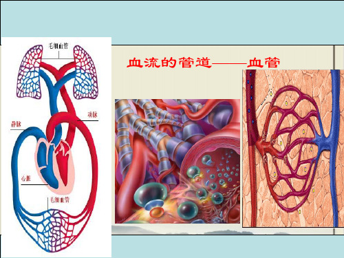 九年级上科学_体内物质的运输_ppt精美课件浙教版4