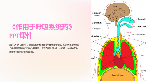 《作用于呼吸系统药》课件