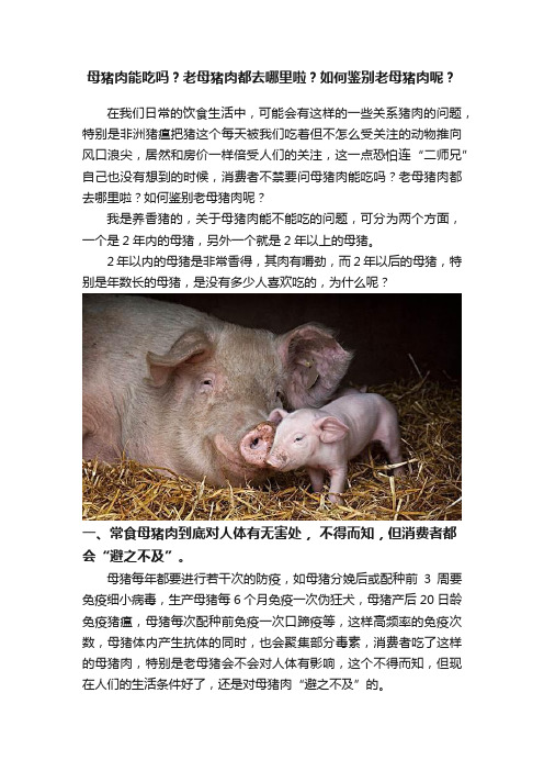 母猪肉能吃吗？老母猪肉都去哪里啦？如何鉴别老母猪肉呢？