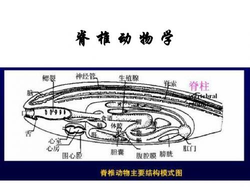 2020高考生物脊椎动物学(共59张PPT)