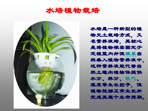 水培植物的维护保养