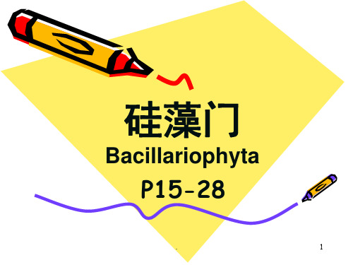 硅藻(课堂PPT)