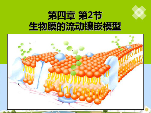 人教版高中生物必修一课件：4.2生物膜的流动镶嵌模型(共28张PPT)