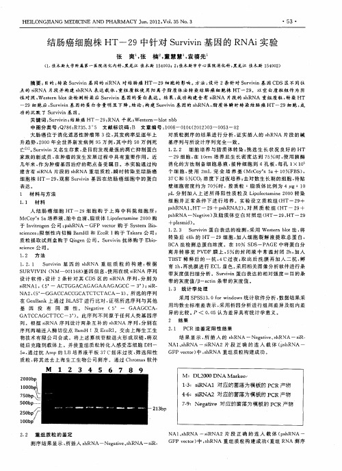 结肠癌细胞株HT-29中针对Survivin基因的RNAi实验