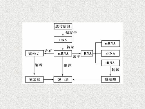 高中生物必修2课件：第四章 基因的表达