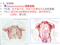 《局部解剖学》复习资料：重点复习内容