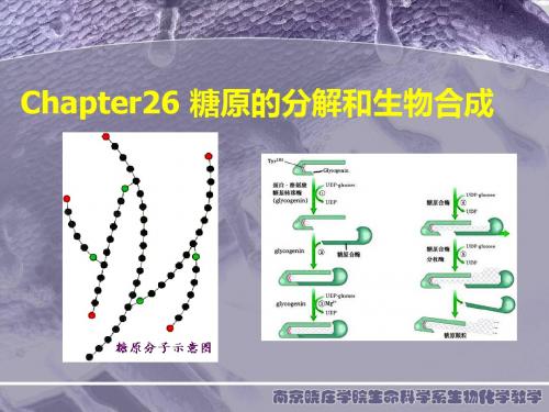 生物化学 第26章 糖原分解和生物合成