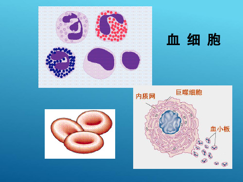 血液的功能(生理学课件)