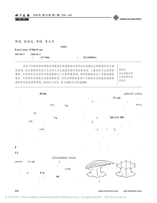 大面积鲨鱼皮复制制备仿生减阻表面研究