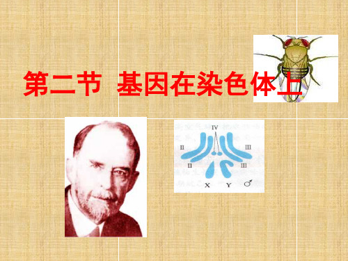 高中生物《第二章 第二节 基因在染色体上》名师课件4 新人教版必修2