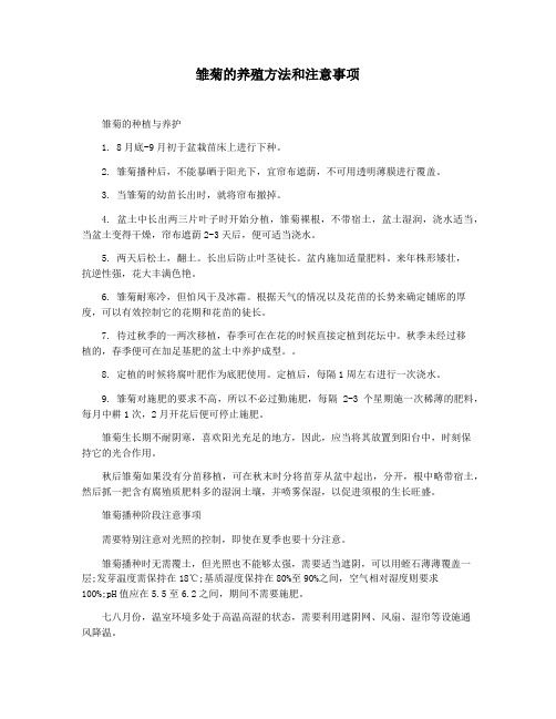 雏菊的养殖方法和注意事项