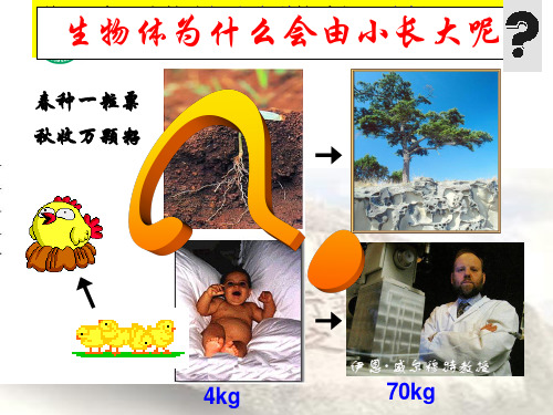 细胞通过分裂产生新细胞 课件 (共20张PPT)