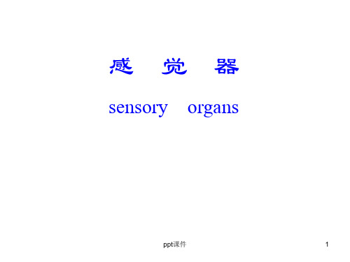 《人体解剖学》  感觉器   ppt课件