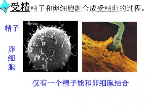 苏教版生物必修二第二章 减数分裂和有性生殖第二节 有性生殖(共27张PPT)