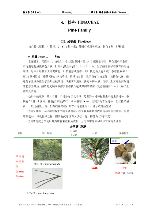 第2篇各论-第9章 裸子植物门 4 松科 PINACEAE(2 松亚科)