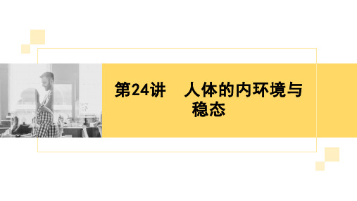 高三一轮复习生物课件：第24讲人体的内环境与稳态