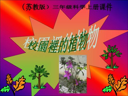 三年级科学上册 校园里的植物 1课件 苏教版