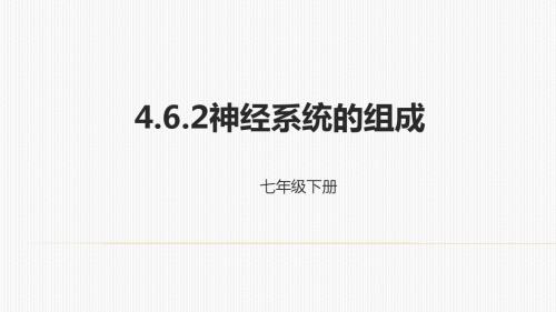 人教生物七年级下册4.6.2神经系统的组成课件 (共25张PPT)