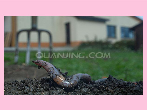 人教版初中生物八上线形动物和环节动物环节动物课件