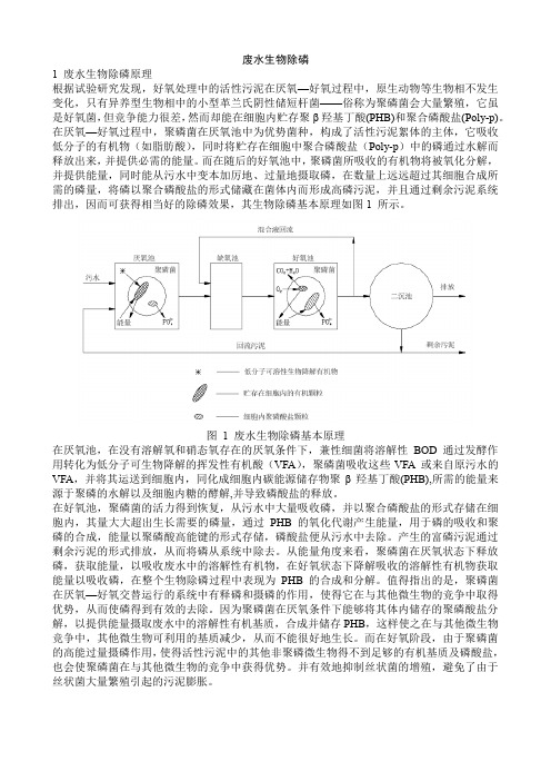 废水生物除磷