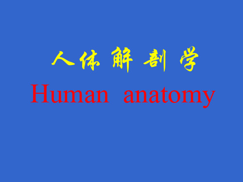 人体解剖学Humananatomy-46页PPT资料